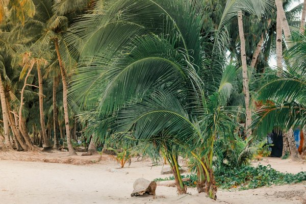 Quels sont les meilleurs sentiers pour une randonnée en forêt primaire à Madagascar?