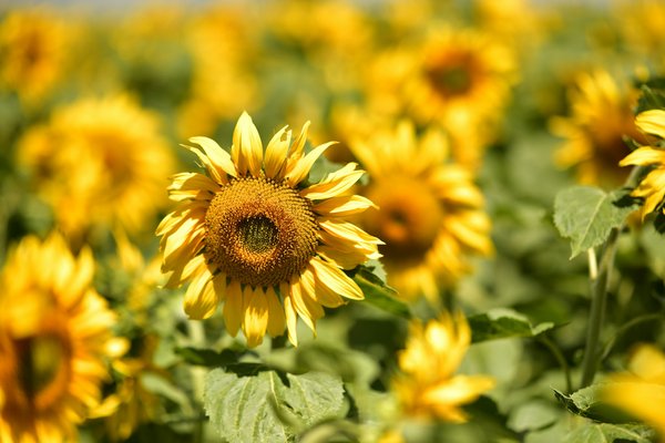 Comment organiser un séjour en location dans un château en Écosse avec des ateliers de tir à l'arc et des visites de distilleries?