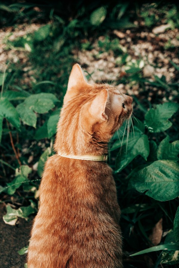 Où découvrir les plus beaux jardins japonais à Tokyo ?