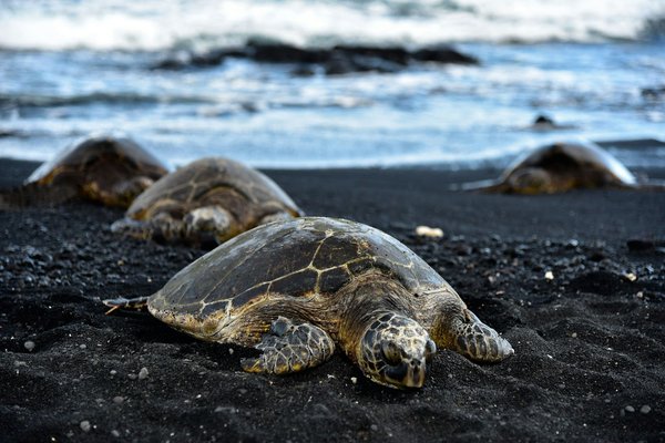 Quels sont les meilleurs endroits pour observer les tortues marines en Grèce ?