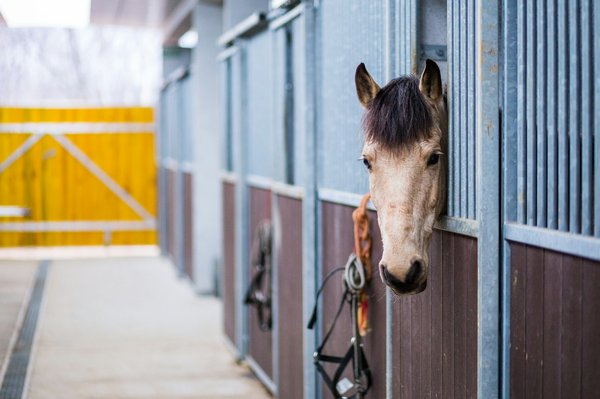 Où peut-on séjourner pour des vacances équestres avec des cours de dressage en Camargue?
