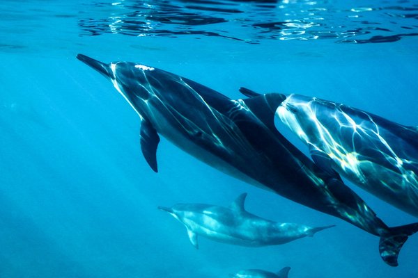 Quels sont les meilleurs spots pour la plongée avec les dauphins en Nouvelle-Zélande?