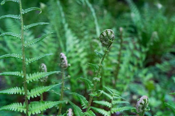 Comment organiser des vacances dans une ferme en Ecosse avec des ateliers de fabrication de fromage?